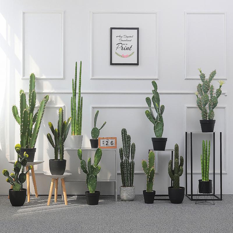 Cách chăm sóc cây xanh trong phòng ngủ 1