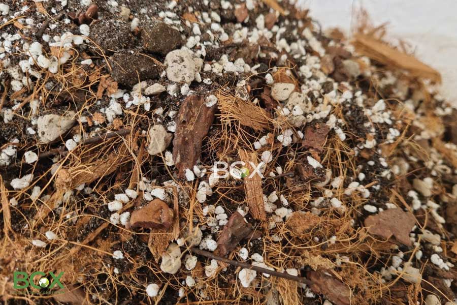 Cách chọn giá thể trồng cây trầu bà lá xẻ phù hợp nhất 4