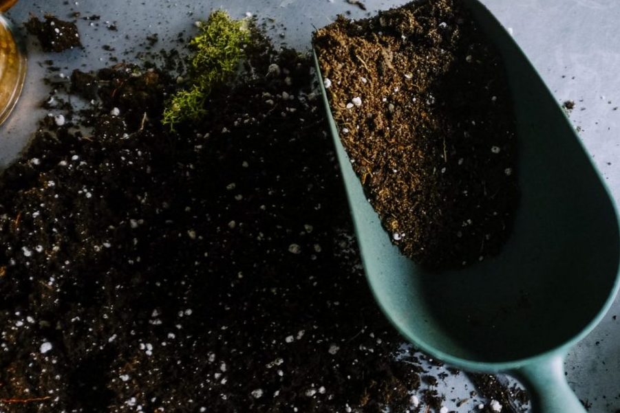 Cách chọn loại đất trồng cây trầu bà lá xẻ Nam Mỹ phù hợp nhất 1