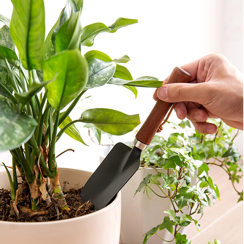 Cách mua đất trồng cây nội thất cho dân quận 7 HCM 4