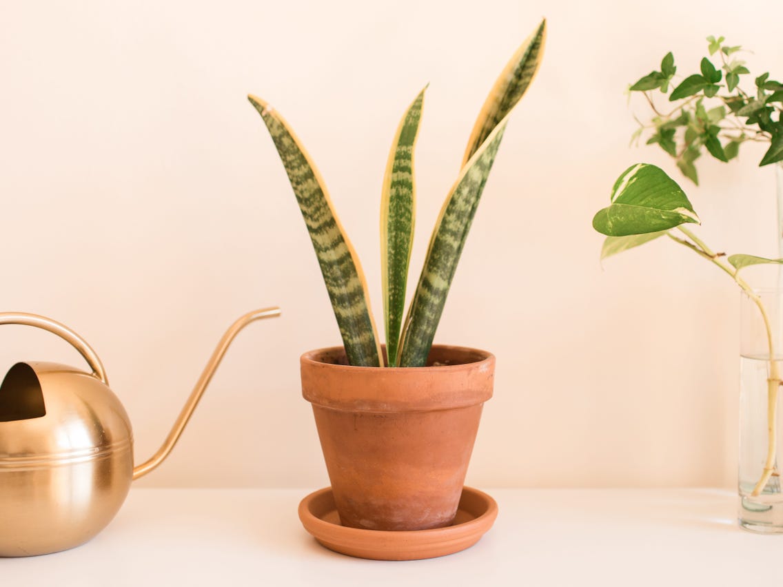 Cách trị bệnh đốm lá trên cây lưỡi hổ 3