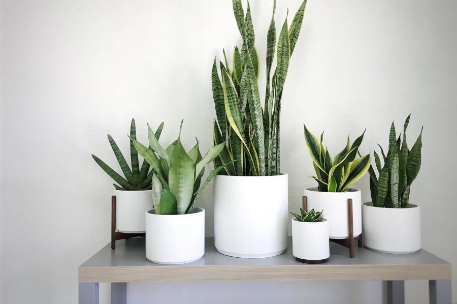 Cách trị bệnh đốm lá trên cây lưỡi hổ