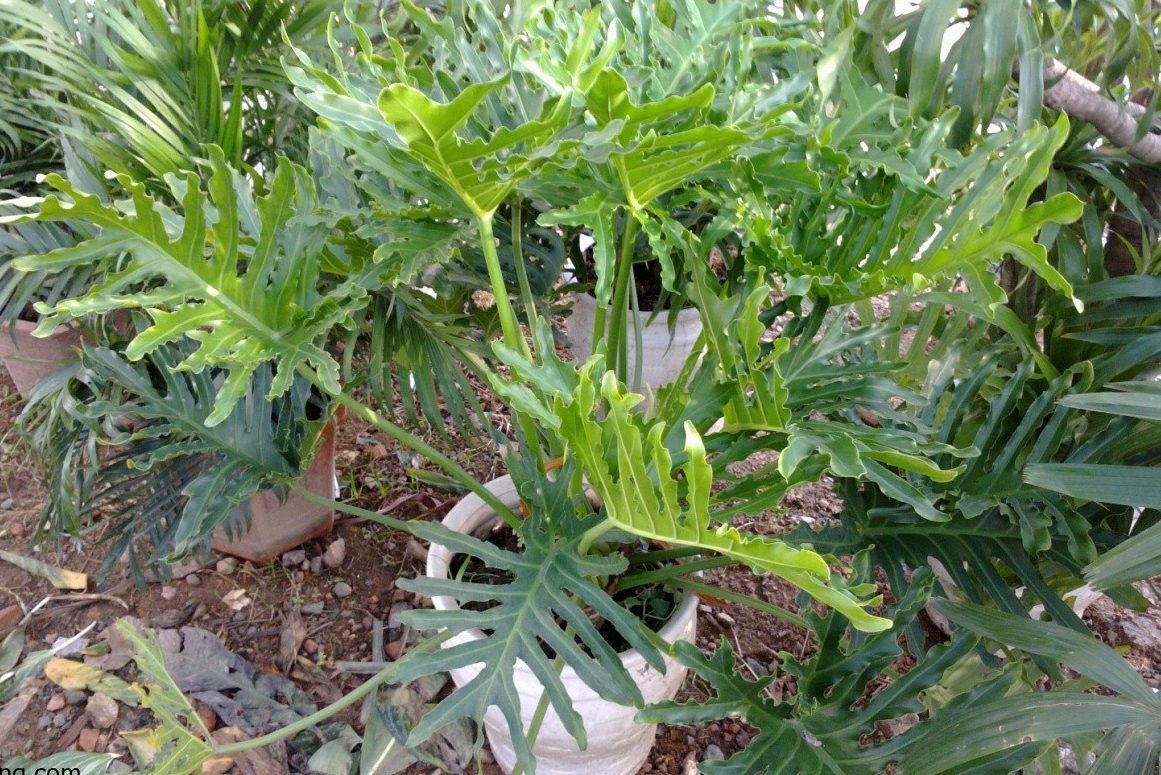 Cách trồng trầu bà chân vịt đơn giản dành cho người mới bắt đầu 3