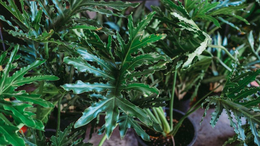 Cây trầu bà thanh xuân - loài cây mang tên tuổi trẻ 3