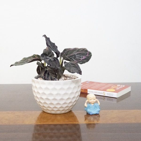 Cây đuôi công hợp với mệnh gì 2