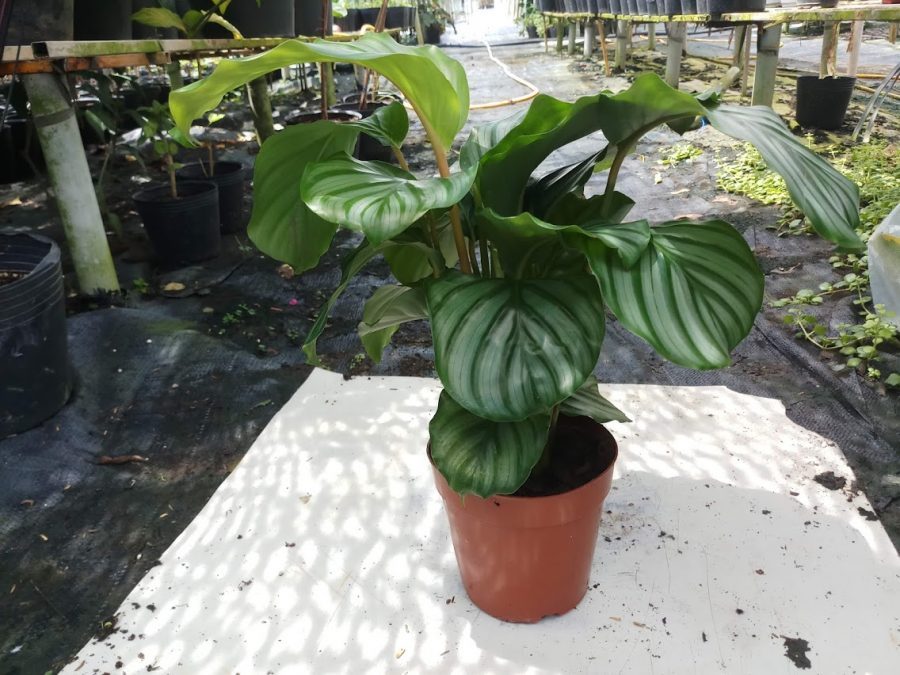 Cây đuôi công hợp với mệnh gì?