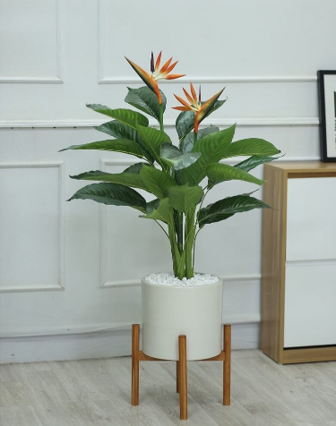 Giải mã ý nghĩa của cây thiên điểu 2