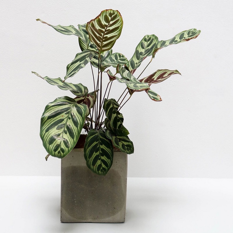 Giải mã ý nghĩa và hướng đặt cây đuôi công hợp phong thủy 1