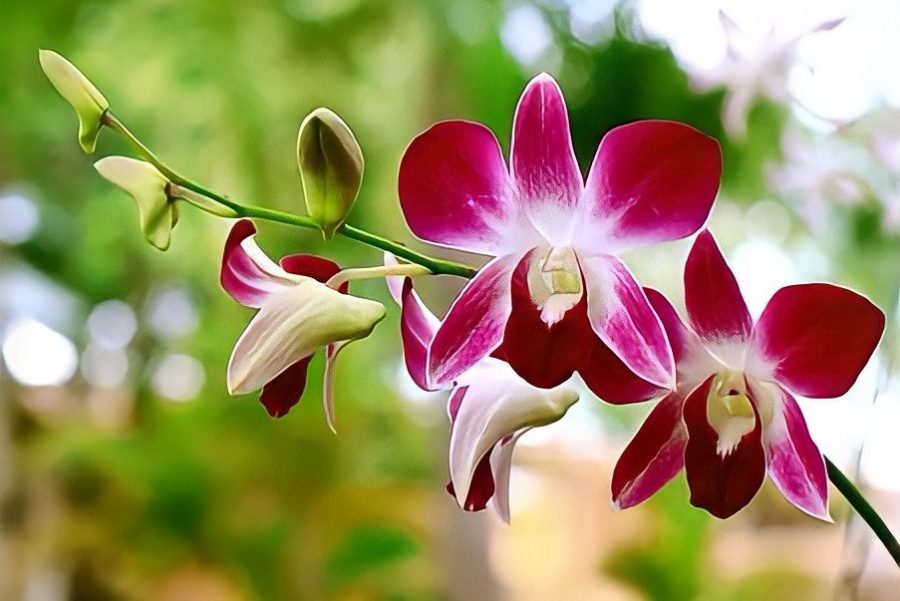 Giới thiệu mua giá thể trồng lan tại quận 7 HCM