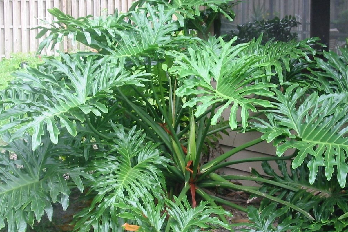 Hướng dẫn cách trồng và chăm sóc trầu bà thanh xuân 3