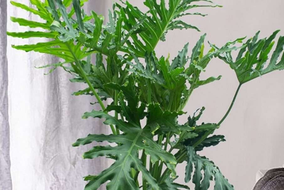 Hướng dẫn cách trồng và chăm sóc trầu bà thanh xuân 1