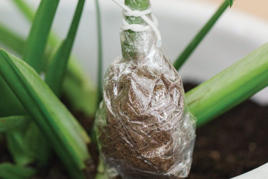 Kỹ thuật trồng cây trầu bà lá xẻ chuẩn nhất 2