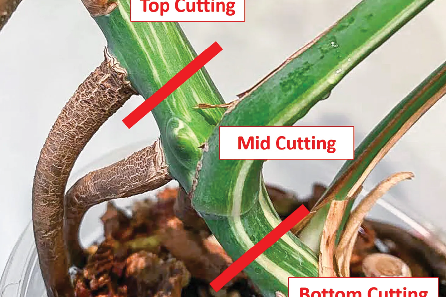 Kỹ thuật trồng cây trầu bà lá xẻ chuẩn nhất 3