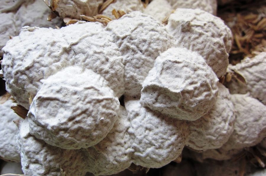 Men rượu là gì? Quy trình làm men rượu đúng chuẩn