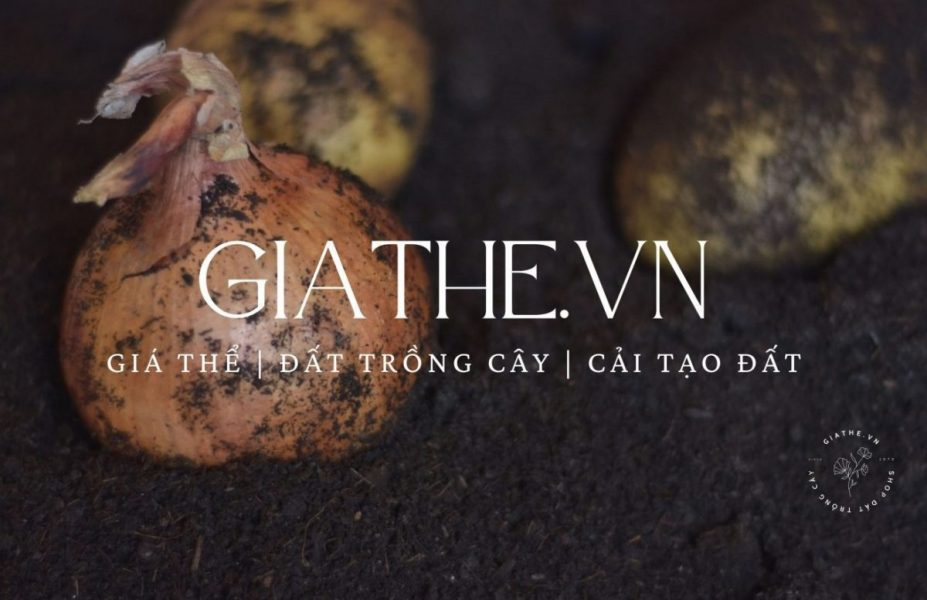 Mua phân bò chất lượng tại quận 7 HCM nhanh và dễ dàng nhất 2