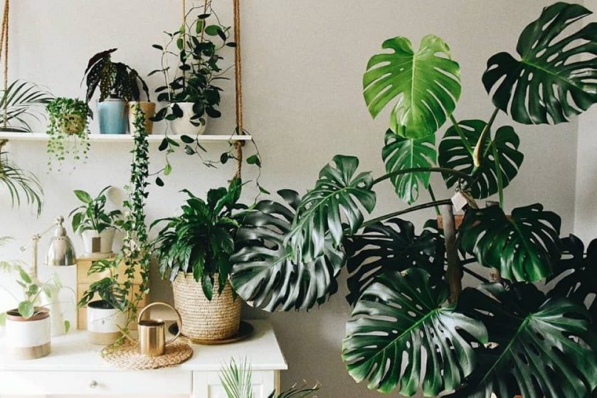 Mách bạn top 3 cây trầu bà lá xẻ được yêu thích nhất 1