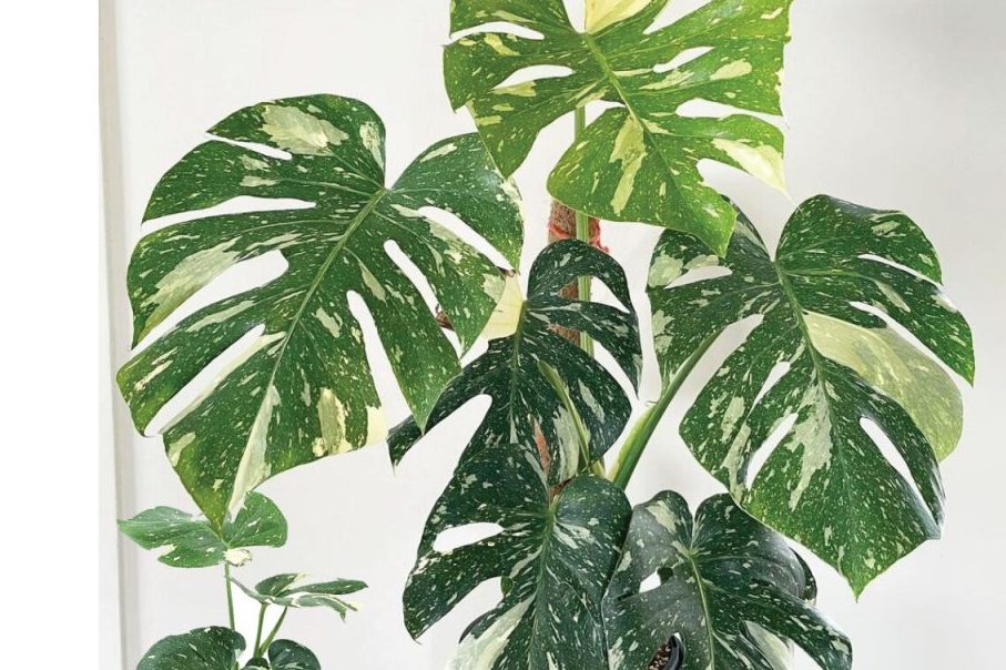 Top 3 cây trầu bà đột biến được săn lùng hiện nay 1