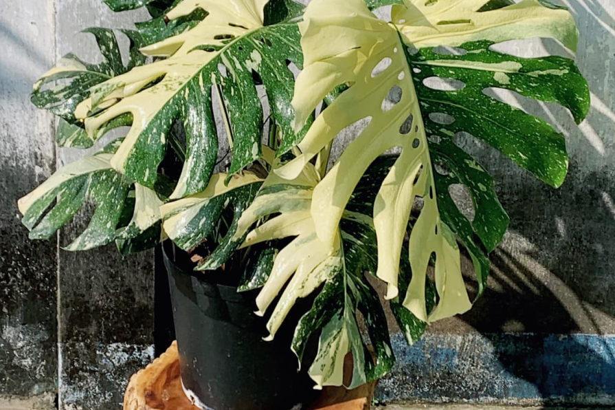 Top 3 cây trầu bà đột biến được săn lùng hiện nay 3