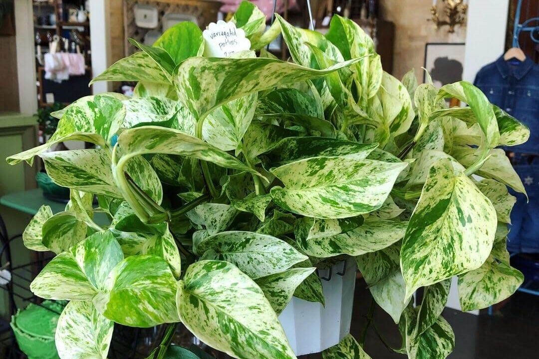 Top 3 cây trầu bà đột biến được săn lùng hiện nay 4