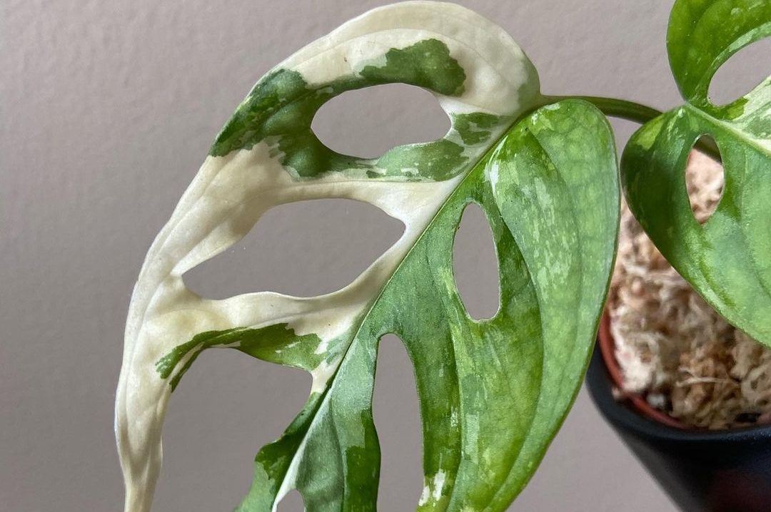 Top 3 cây trầu bà đột biến được săn lùng hiện nay 5