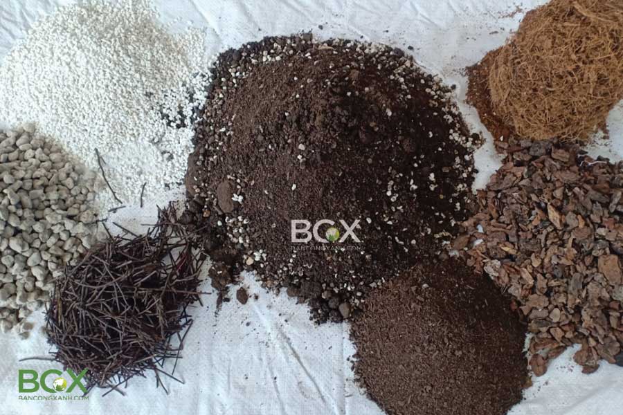 Tìm hiểu loại đất trồng cây trầu bà lá xẻ lý tưởng nhất 3