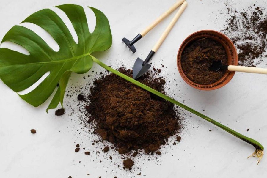 Vai trò của giá thể trồng cây trầu bà lá xẻ 1