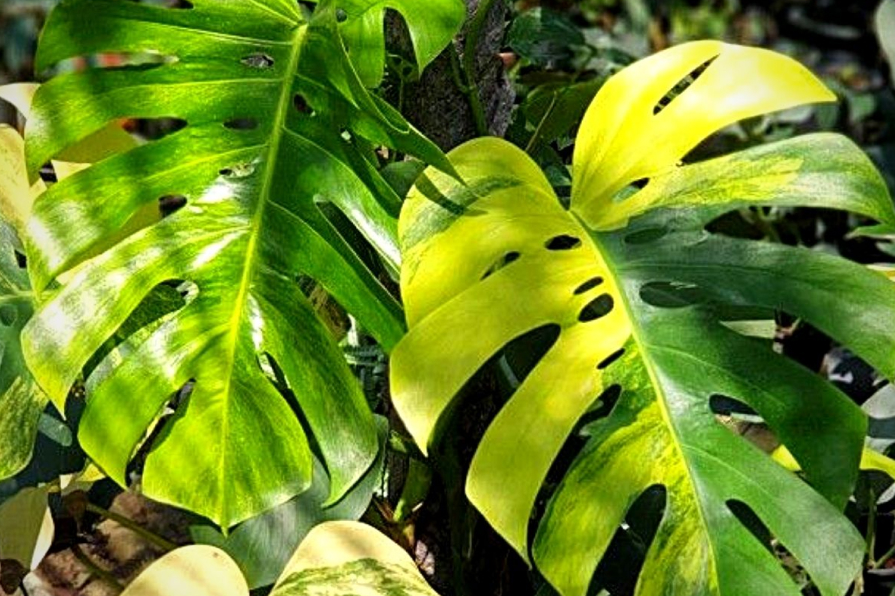 Vai trò của giá thể trồng cây trầu bà lá xẻ 2