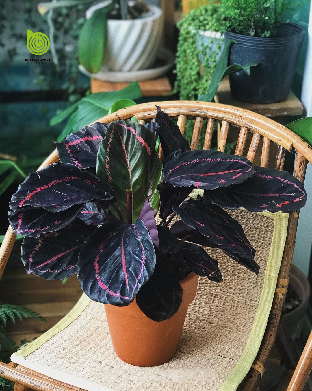 Điều kiện trồng cây đuôi công tốt nhất cho nhà vườn 2