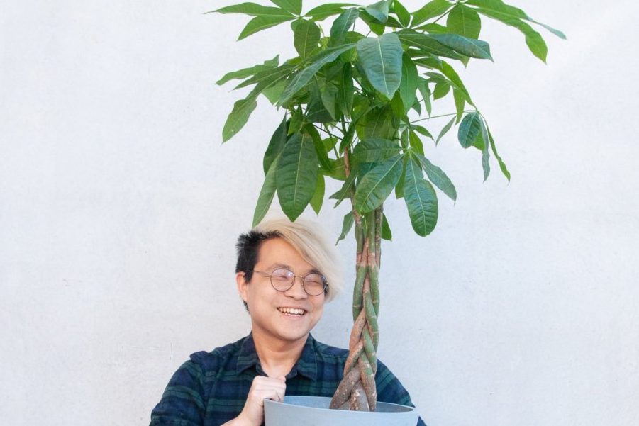 Ý nghĩa cây kim ngân có thể bạn chưa biết 1