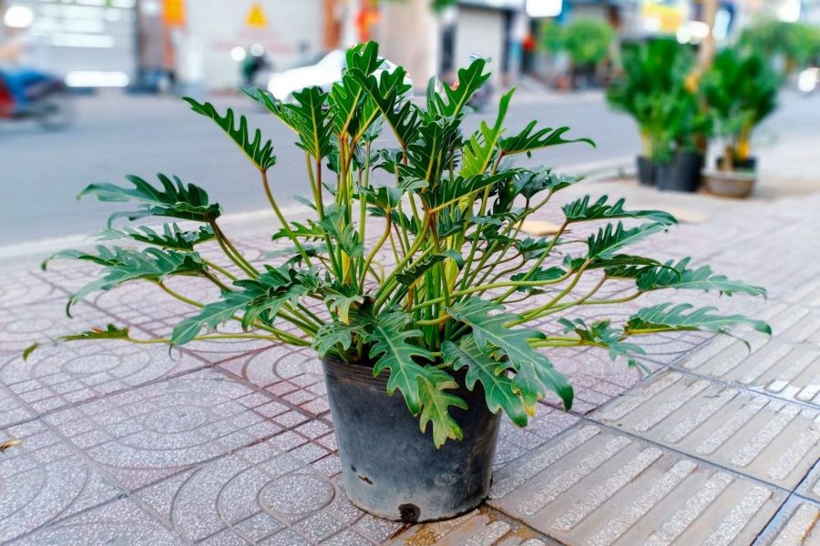 Bí quyết chăm sóc cây trầu bà chân vịt 1