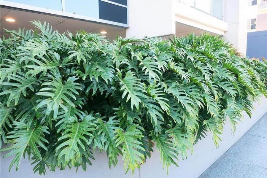 Bí quyết chăm sóc cây trầu bà chân vịt 2