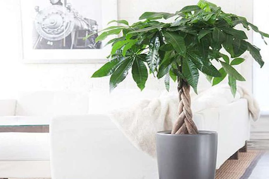 Bí quyết giúp cây kim ngân giảm rụng lá 1