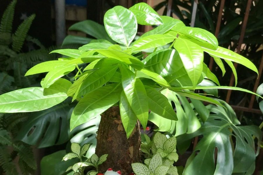 Bí quyết khắc phục tình trạng cây kim ngân thối thân 1