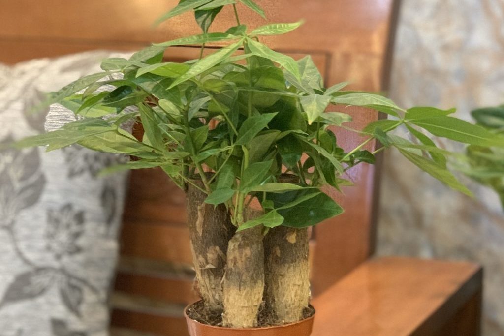 Bí quyết khắc phục tình trạng cây kim ngân thối thân 2