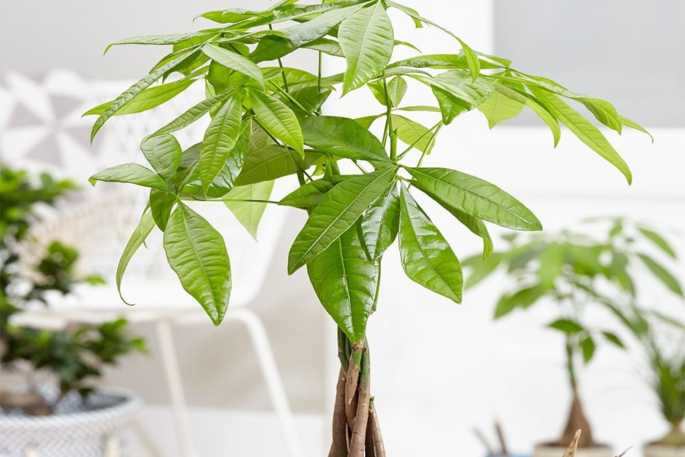 Bí quyết khắc phục tình trạng cây kim ngân thối thân 3