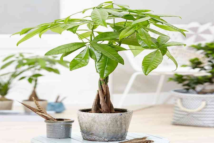 Chữa bệnh vàng lá cho cây kim ngân 1