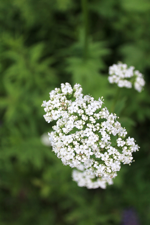 Cách chăm sóc cây nữ lang trong phòng ngủ 1