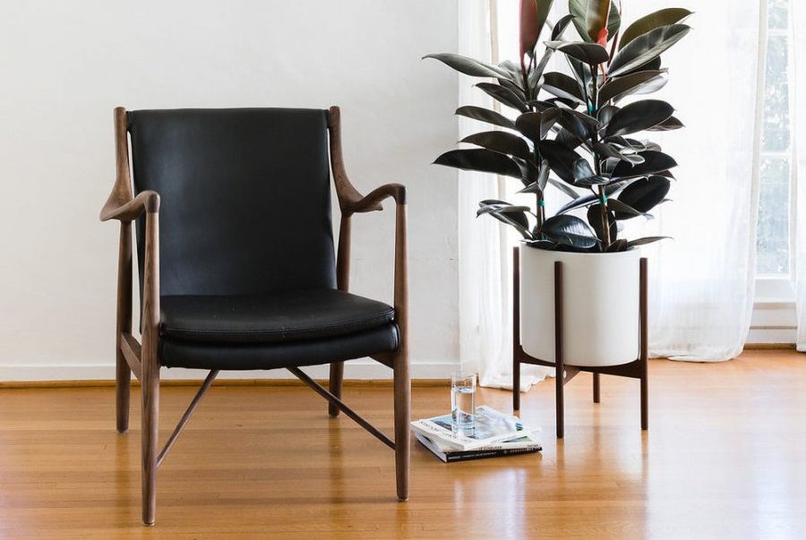 Cách chăm sóc cây đa búp đỏ trong phòng ngủ