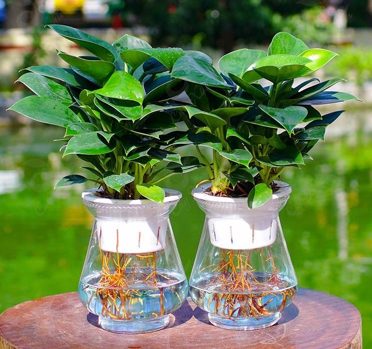 Cách chọn cây trầu bà cho phòng ngủ gam màu pastel nhẹ nhàng 3