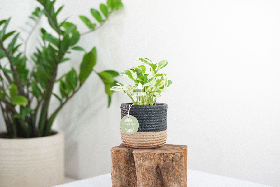 Cách chọn cây trầu bà cho phòng ngủ gam màu pastel nhẹ nhàng 4