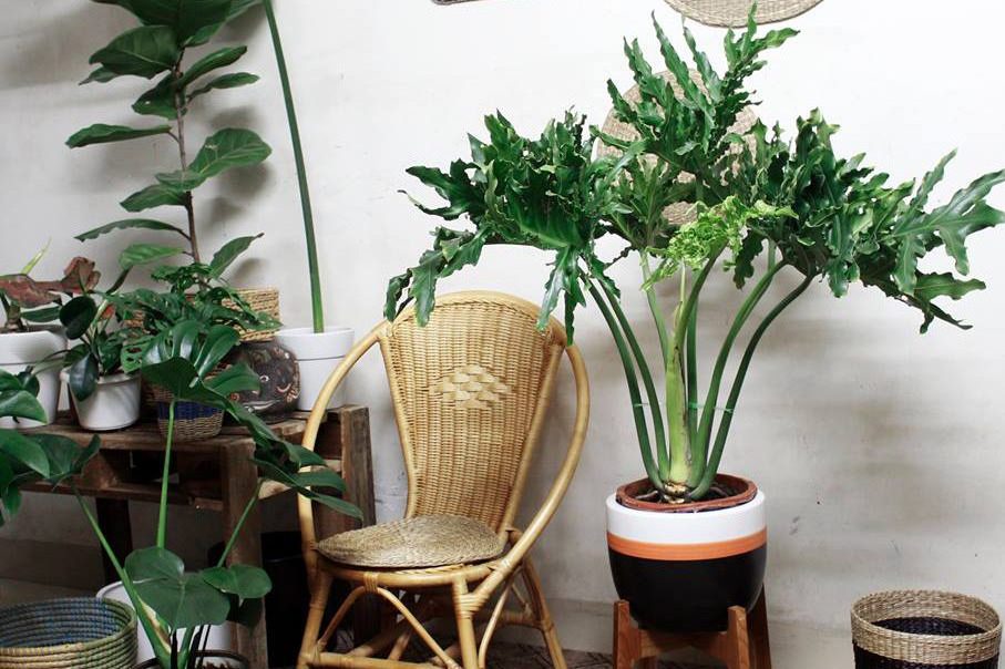 Cách trưng trầu bà chân vịt sao cho hợp mệnh 1