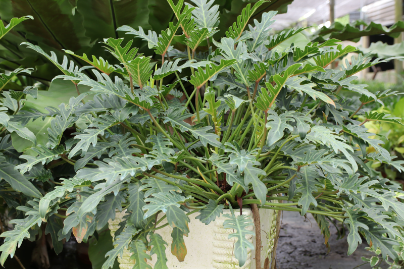 Cách trưng trầu bà chân vịt sao cho hợp mệnh3