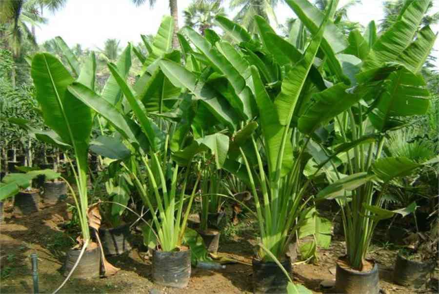 Cách trồng cây chuối rẻ quạt thiết kế vườn nhà 1