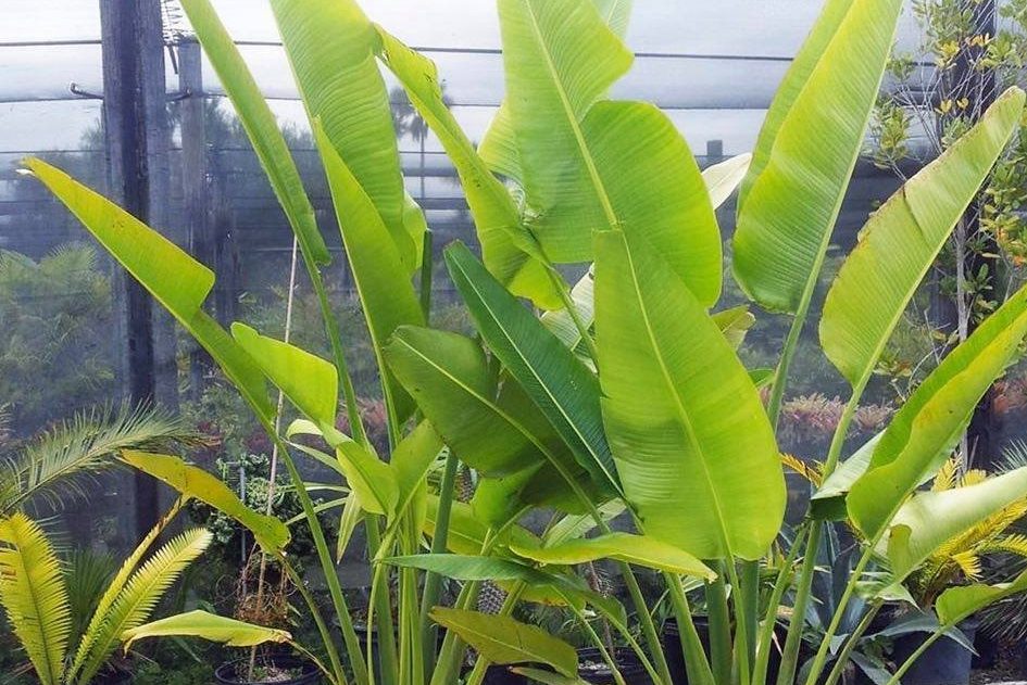 Cách trồng cây chuối rẻ quạt thiết kế vườn nhà 2