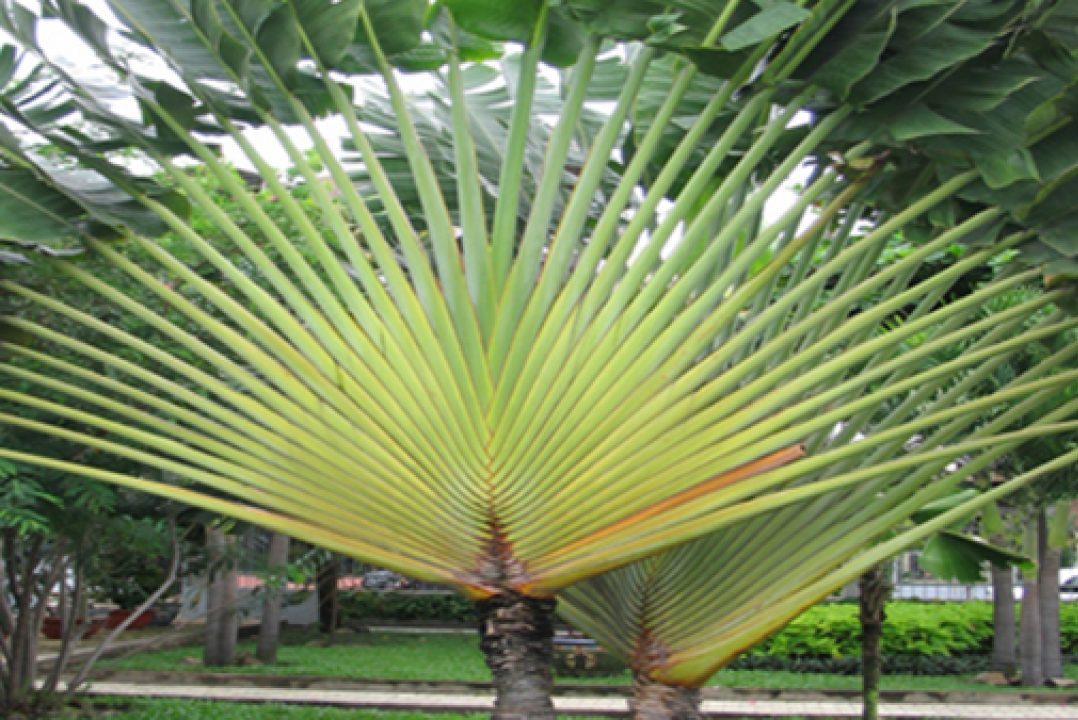 Cách trồng cây chuối rẻ quạt thiết kế vườn nhà 4