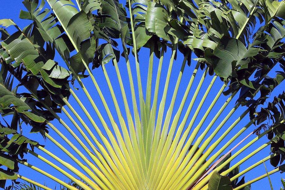 Cách trồng cây chuối rẻ quạt đơn giản 1