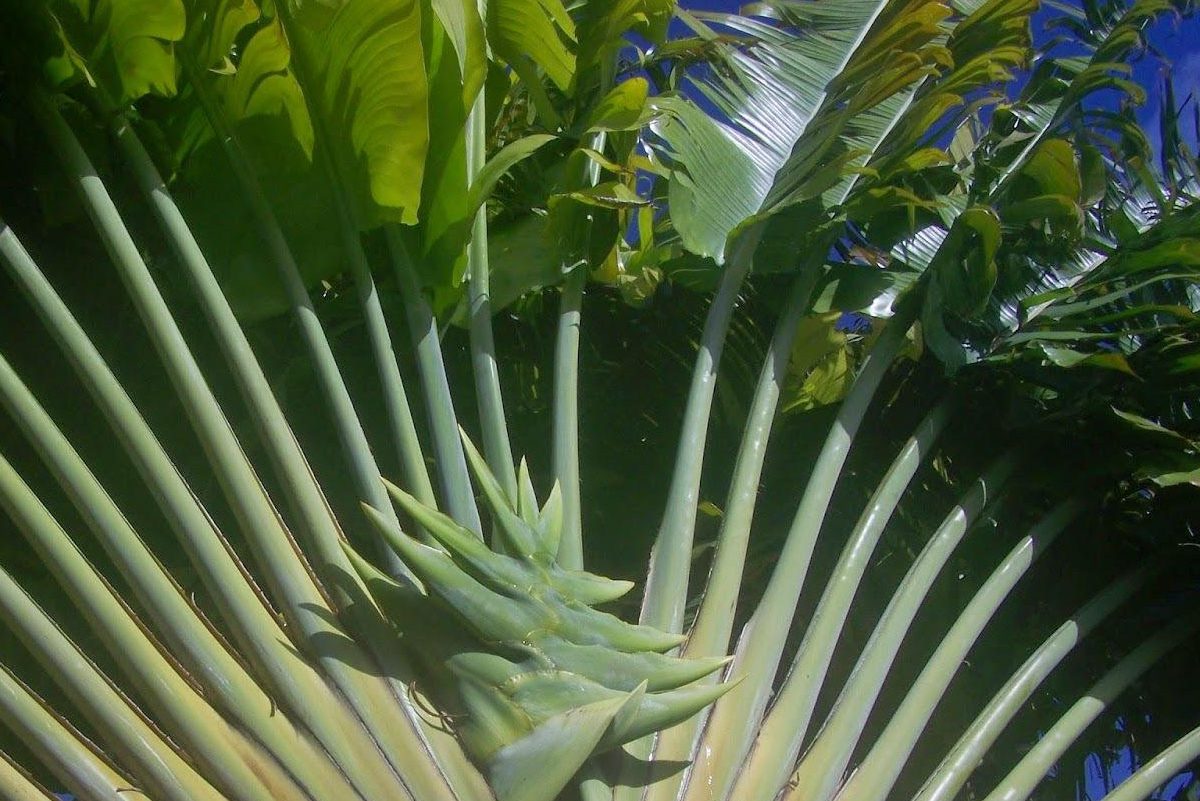 Cách trồng cây chuối rẻ quạt đơn giản 3