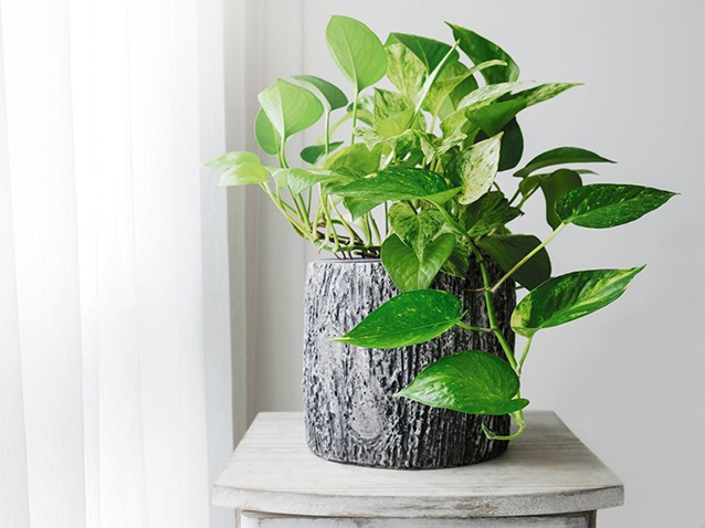 Cách trồng cây trầu bà vàng trong phòng ngủ 2