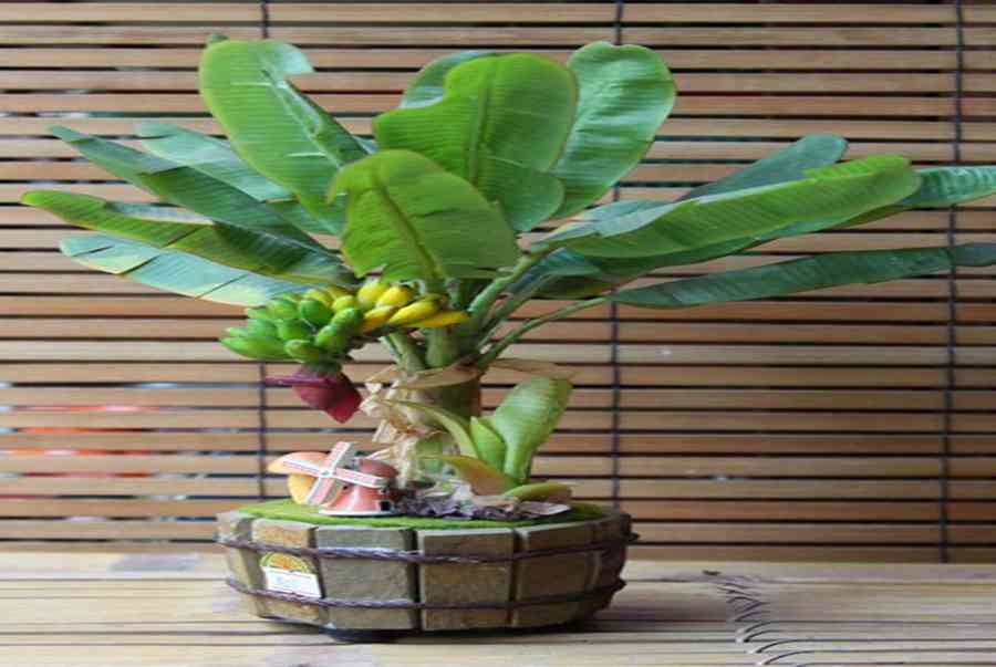 Cây chuối cảnh mini náo loạn thị trường cây cảnh 1