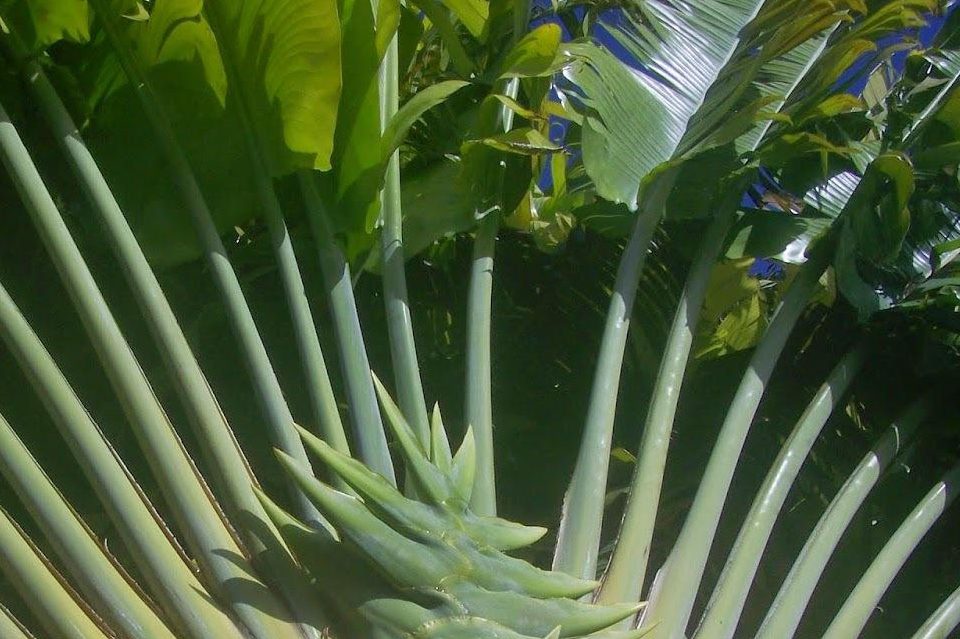 Cây chuối rẻ quạt hợp mệnh nào? 1